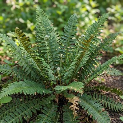 Christmas Fern (Polystichum acrostichoides)
