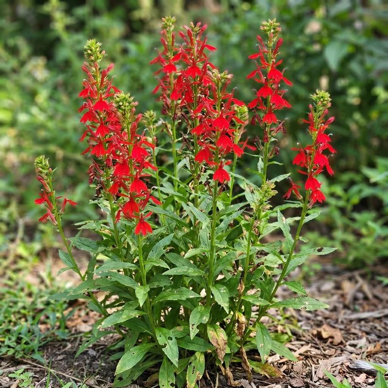 Cardinal Flower