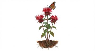 Beebalm (Monarda didyma), colorful illustration