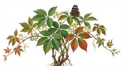 Virginia Creeper (Parthenocissus quinquefolia), colorful illustration