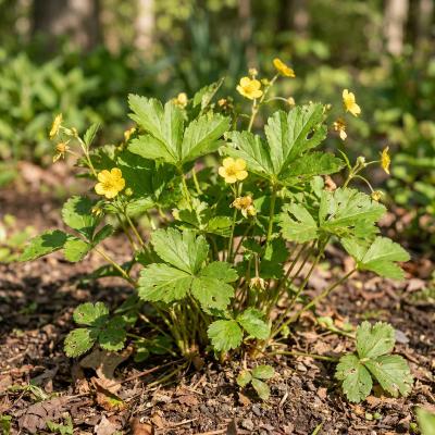 Appalachian Barren Strawberry (Waldsteinia fragarioides)