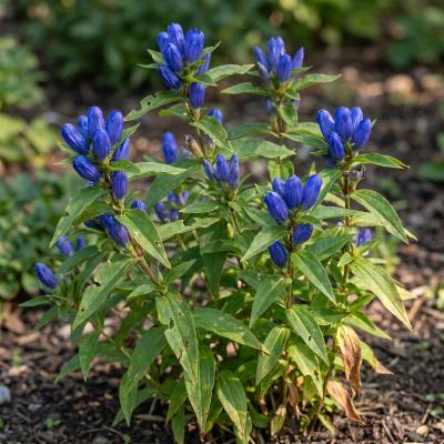 Bottle Gentian (Gentiana andrewsii)