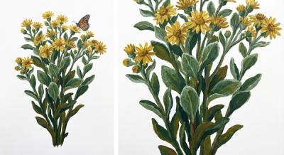 Maryland Golden Aster (Chrysopsis mariana), colorful illustration