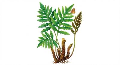 Sensitive Fern (Onoclea sensibilis), colorful illustration