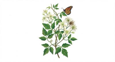 Virgin's Bower (Clematis virginiana), colorful illustration