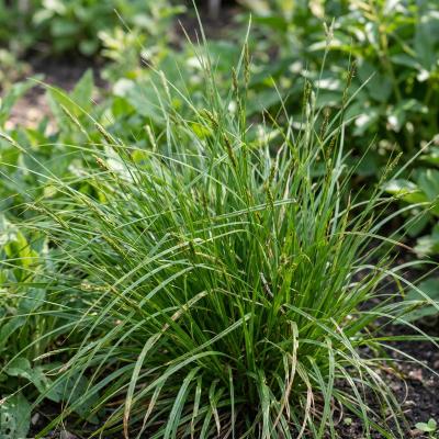 Wood's Sedge (Carex woodii)