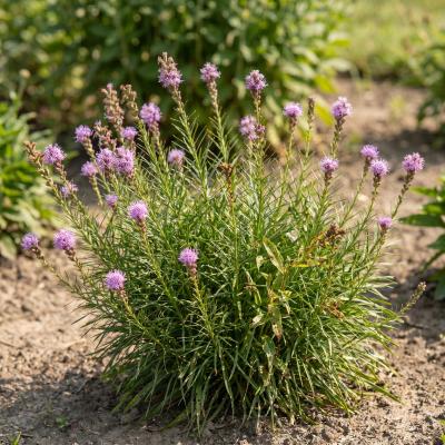 Dwarf Blazing Star (Liatris microcephala)