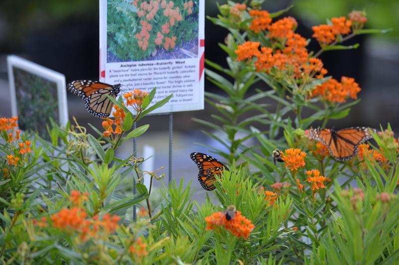 Butterfly Weed