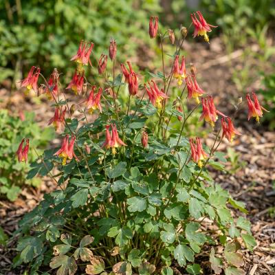 Wild Columbine (Aquilegia canadensis)