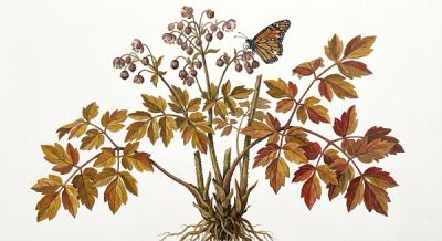 Early Meadow Rue (Thalictrum dioicum), colorful illustration