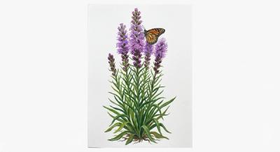 Prairie Blazing Star (Liatris pycnostachya), colorful illustration