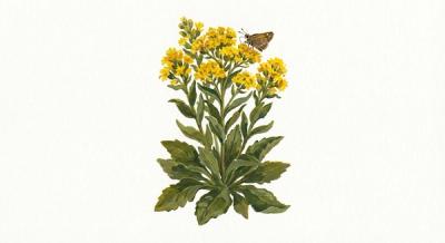 Dwarf Goldenrod 'Golden Fleece' (Solidago sphacelata 'Golden Fleece'), colorful illustration