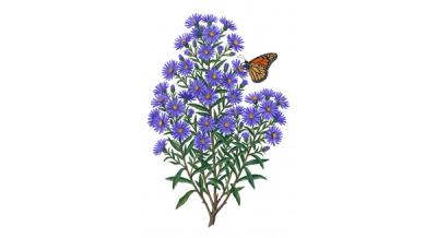 Aromatic Aster 'Raydon's Favorite' (Symphyotrichum oblongifolium 'Raydon's Favorite'), colorful illustration
