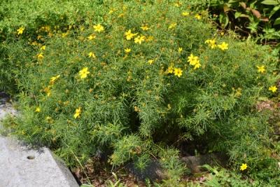 Threadleaf Tickseed 'Zagreb' (Coreopsis verticillata 'Zagreb')