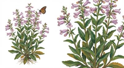 Gray Beardtongue (Penstemon canescens), colorful illustration