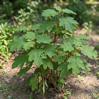 Oakleaf Hydrangea (Hydrangea quercifolia)