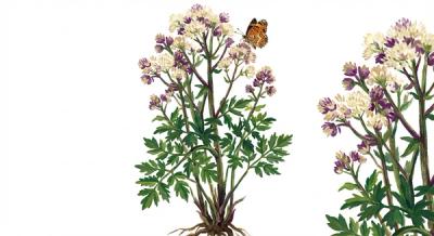 Tall Meadow-Rue (Thalictrum pubescens), colorful illustration