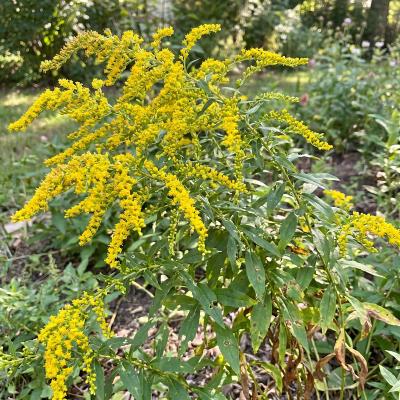 Roughleaf Goldenrod 'Fireworks' (Solidago rugosa 'Fireworks')