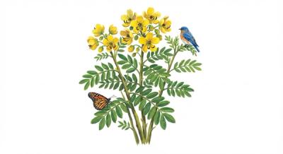 Southern Senna (Senna marilandica), colorful illustration