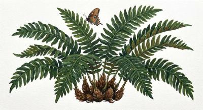 Christmas Fern (Polystichum acrostichoides), colorful illustration