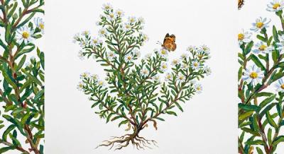 Heath Aster 'Snow Flurries' (Symphyotrichum ericoides 'Snow Flurries'), colorful illustration