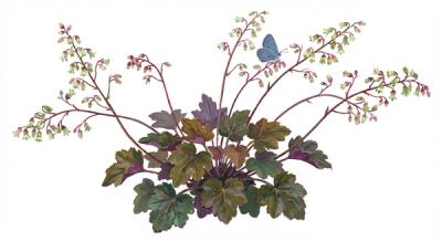 Alumroot (Heuchera americana), colorful illustration
