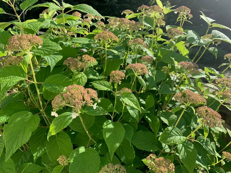 Smooth Hydrangea