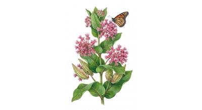 Clasping Milkweed (Asclepias amplexicaulis), colorful illustration