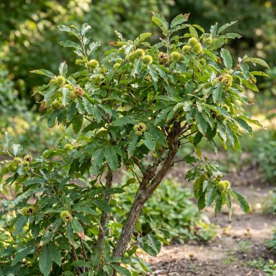 Chinkapin (Castanea pumila)