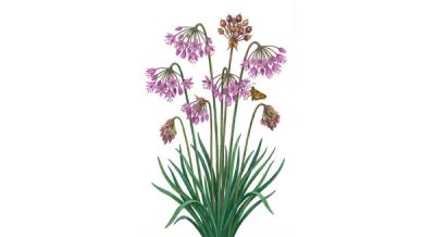Nodding Onion (Allium cernuum), colorful illustration
