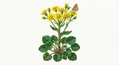 Roundleaf Ragwort (Packera obovata), colorful illustration