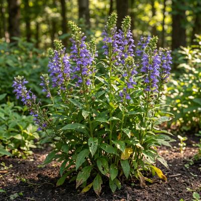 Blue Cardinal Flower (Lobelia siphilitica)