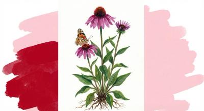 Purple Coneflower (Echinacea purpurea), colorful illustration