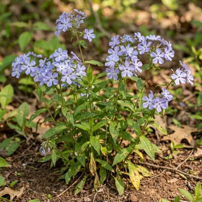 Woodland Phlox (Phlox divaricata)