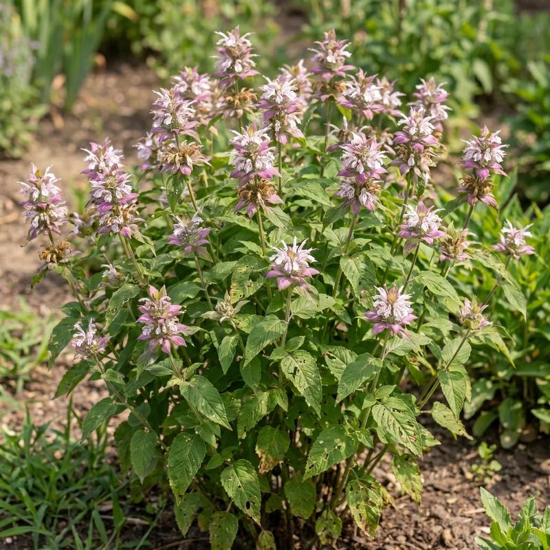 Eastern Beebalm
