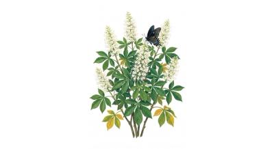 Bottlebrush Buckeye (Aesculus parviflora), colorful illustration