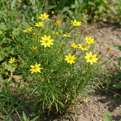 Threadleaf Tickseed (Coreopsis verticillata)