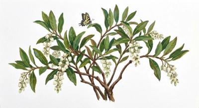 Swamp Doghobble (Eubotrys racemosus), colorful illustration