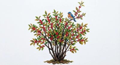 Winter Red Winterberry (Ilex verticillata 'Winter Red'), colorful illustration