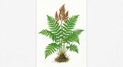 Royal Fern (Osmunda regalis), colorful illustration