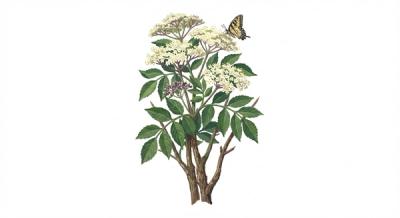 Elderberry (Sambucus canadensis), colorful illustration