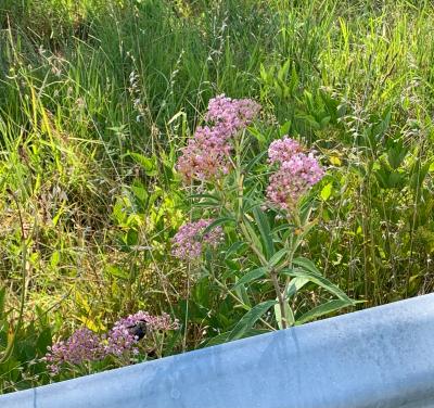 Swamp Milkweed (Asclepias incarnata)