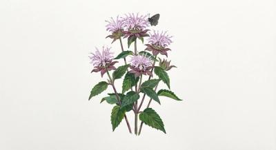 Eastern Beebalm (Monarda bradburiana), colorful illustration