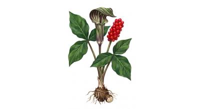 Jack-in-the-Pulpit (Arisaema triphyllum), colorful illustration
