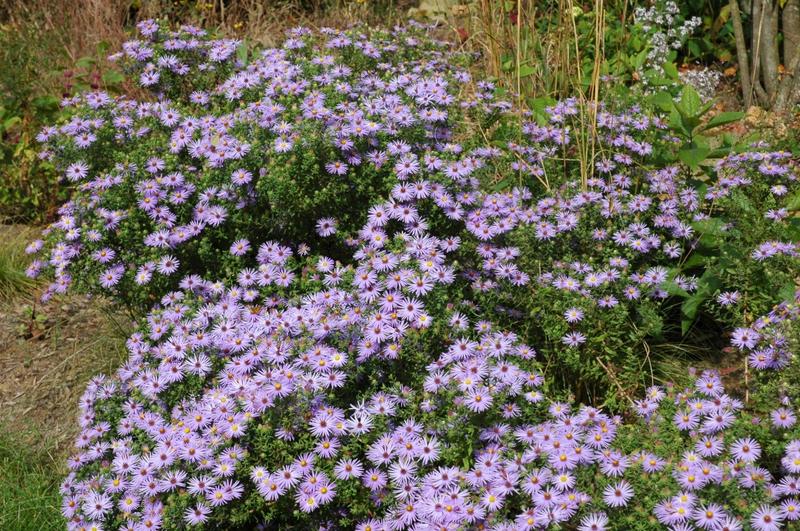 Aromatic Aster