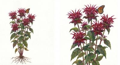 Bee Balm (Monarda didyma 'Jacob Cline'), colorful illustration