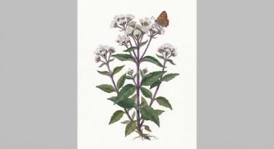 Hairy Thoroughwort (Eupatorium pubescens), colorful illustration