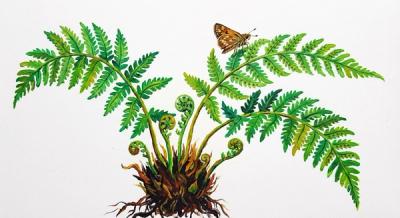 Hayscented Fern (Dennstaedtia punctilobula), colorful illustration