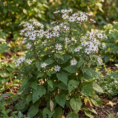 White Wood Aster (Eurybia divaricata)