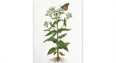 Boneset (Eupatorium perfoliatum), colorful illustration